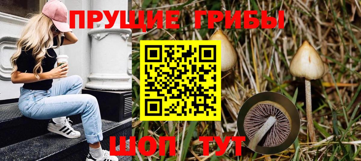 Тверь  Псилоцибиновые грибы прущие грибы  Вход с VPN 